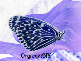 OrganizeNY